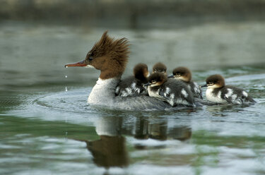 Gänsesäger Mergus merganser mit Küken - EK00387