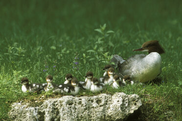 Gänsesäger Mergus merganser mit Küken - EK00385