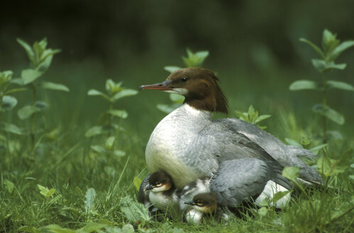 Goosander Mergus merganser with chicks - EK00383