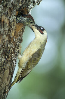 Green Woodpecker feeding - EK00377