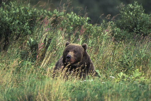 Kodiakbär, Ursus middendorffi, Kodiak-Insel, Alaska - EK00302