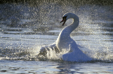 Höckerschwan auf See - EK00291