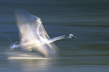 Fliegender Höckerschwan - EK00289