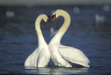 Mute swans on lake - 00279EK