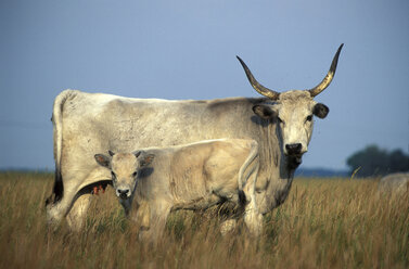 graukuh und Kalb, Steppenrind - 00251EK