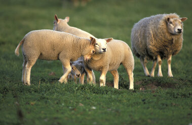 Texel sheep, Ovis ammon, Eastfrisian milksheep - 00246EK