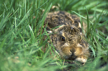 Junghase, Lepus Capensis - 00245EK