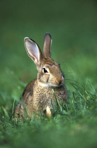 kaninchen, Leporidae, lizenzfreies Stockfoto