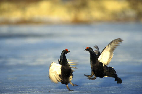 fighting Black Grouse stock photo