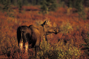 Elch, alces alces americana in Alaska - 00226EK