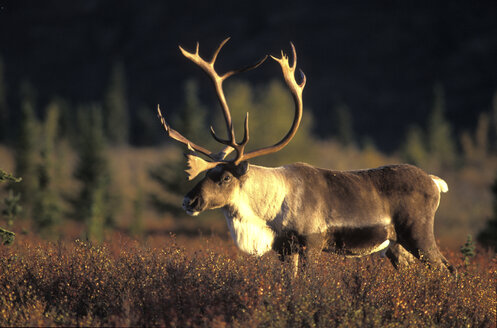 carribu, Rentier (Rangifer tarandus caribou), Tundra - 00223EK