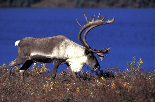 carribu, Rentier (Rangifer tarandus caribou - 00222EK