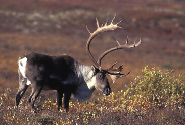 carribu, reindeer (Rangifer tarandus caribou) - 00219EK