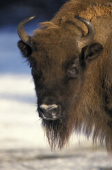 Wisent, Bison bonanus - 00217EK