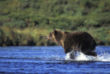 Grizzlybär, Kodiakbär - 00213EK