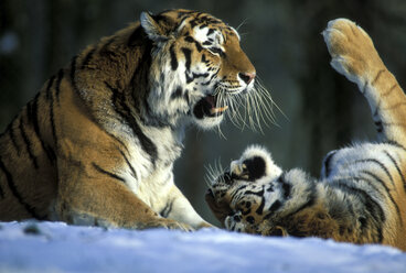 Ostsibirischer Tiger mit Jungen, Panthera tigra amurensis, Münchner zoo - 00204EK