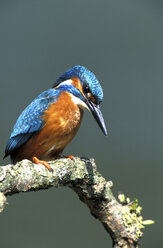 Eisvogel, Alcedo atthis, Eisvogel - 00191EK