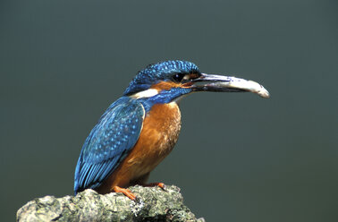 Eisvogel, Alcedo atthis, Eisvogel - 00190EK