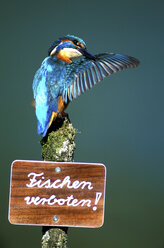 Eisvogel auf Schild 