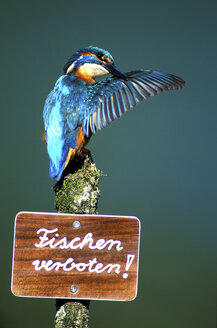 Kingfisher on signboard saying fishing forbidden, close-up - 00189EK