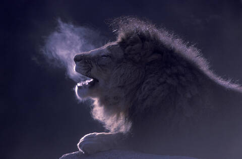 Lion, lizenzfreies Stockfoto