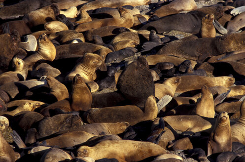 Seelöwen, Camadon de Durazuillo, Patagonien, Argentinien - 00148HS