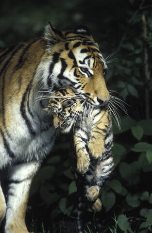 Ostsibirischer Tiger mit Welpen, lizenzfreies Stockfoto