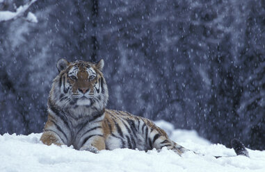 Ostsibirischer Tiger im Schnee - 00144EK