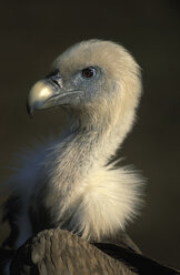 Griffon vulture squab - 00142EK