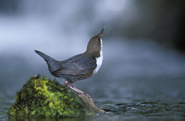 Dipper with prey - 00134EK