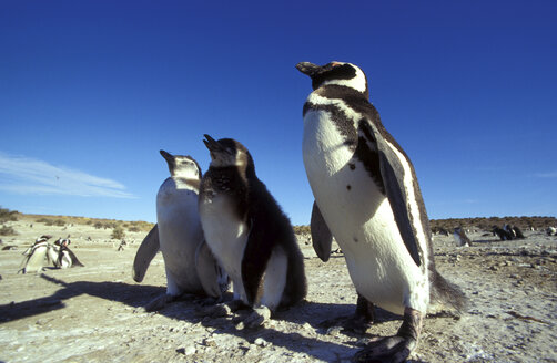 Magellan-Pinguine in Patagonien, Argentinien - 00117HS