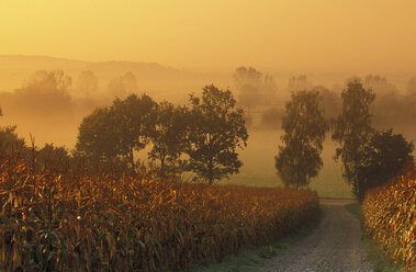 Maize fields, Bavaria, Germany - 00117EK