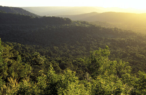 Rain forest in Missiones, Argentinien - 00113HS