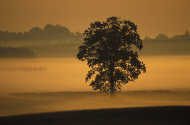 Silhouette einer Eiche in der Morgendämmerung - 00113EK