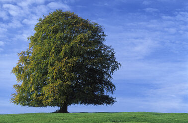 Beech tree on landscape - 00107EK