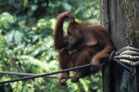 Orang-Utan-Mutter mit einem Jungtier, Sabah, Sepilok-Reservat bei Sandakan, Ostmalaysia (Borneo), lizenzfreies Stockfoto