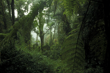 East Malaysia, Sabah (Borneo) Poring Hot Springs - Rainforest - 00077MB