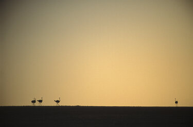 Strauße, Etosha-Nationalpark, Namibia - 00068PE