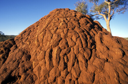 Termitenberg, Pilbara, Westaustralien - 00066GW