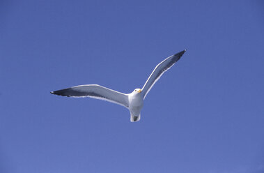 Seagull - 00052PE