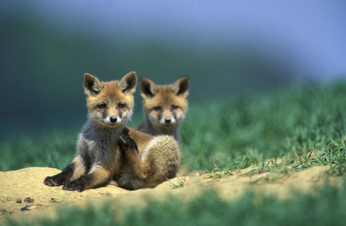 young red foxes - 00041EK