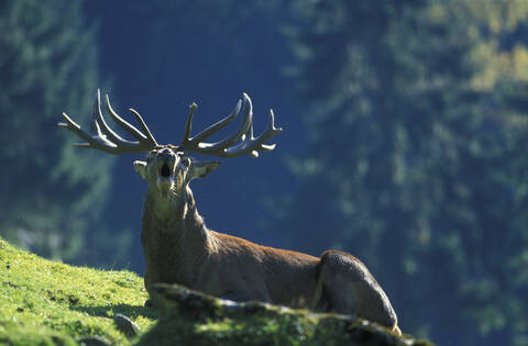 red deer, lizenzfreies Stockfoto