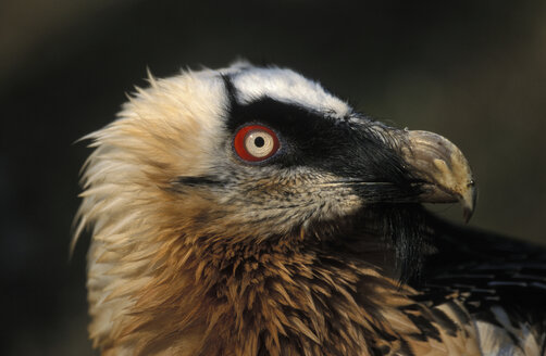 Bearded Vulture - 00024EK