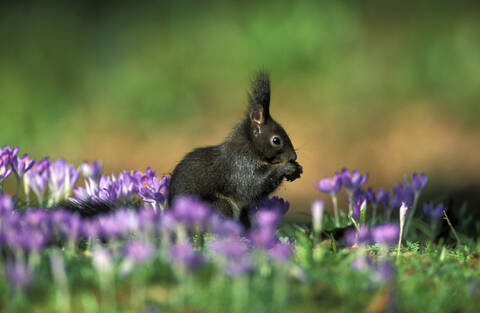 Squirrel stock photo