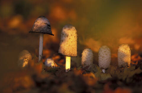 Shaggy ink cap,coprinus comatus stock photo