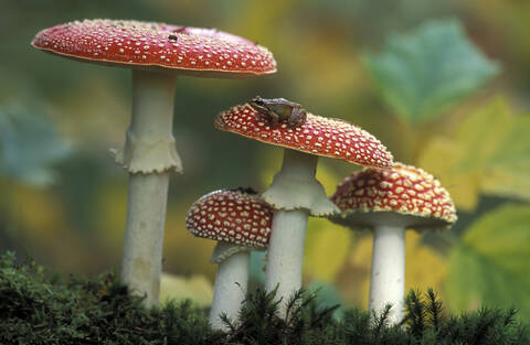 Frosch auf Fliegenpilz, lizenzfreies Stockfoto