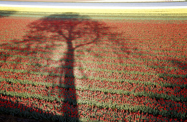 Tulips on field, elevated view - 01056MS