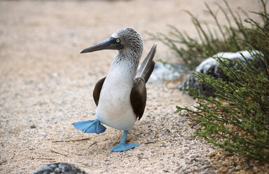 Blaufußtölpel, Galapagos-Inseln - 00204AG
