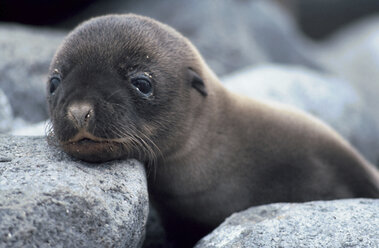 seeelefantenbaby Galapagos-Inseln - 00203AG