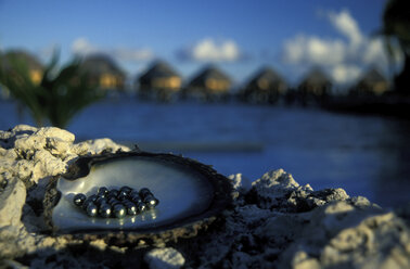 Schwarze Perlen in einer Auster, Französisch-Polynesien - 00146GN